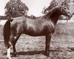 stallion Feysul 1894 RAS (Arabian purebred, 1894, from Ibn Nura 1876 RAS)