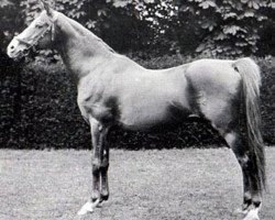 stallion Ibn Yashmak 1902 EAO (Arabian purebred, 1902, from Feysul 1894 RAS)