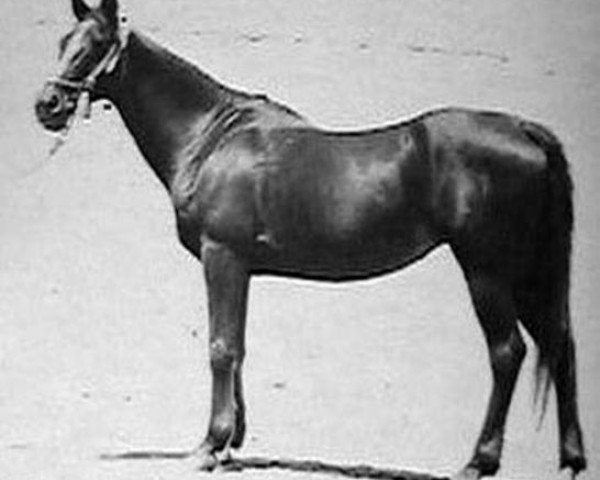 broodmare Bint Rissala EAO (Arabian purebred, 1920, from Ibn Yashmak 1902 EAO)
