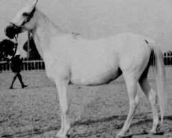 broodmare Kateefa EAO (Arabian purebred, 1938, from Shahloul 1931 RAS)