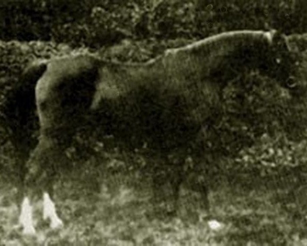 broodmare Bint Bint Nura 1885 RAS (Arabian purebred, 1885, from Aziz 1877 RAS)