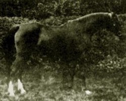 broodmare Bint Bint Nura 1885 RAS (Arabian purebred, 1885, from Aziz 1877 RAS)