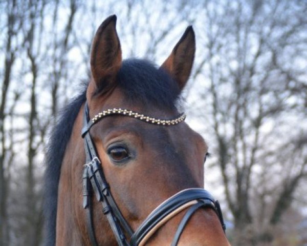 horse Ceto (German Riding Pony, 2011, from Cedrik)