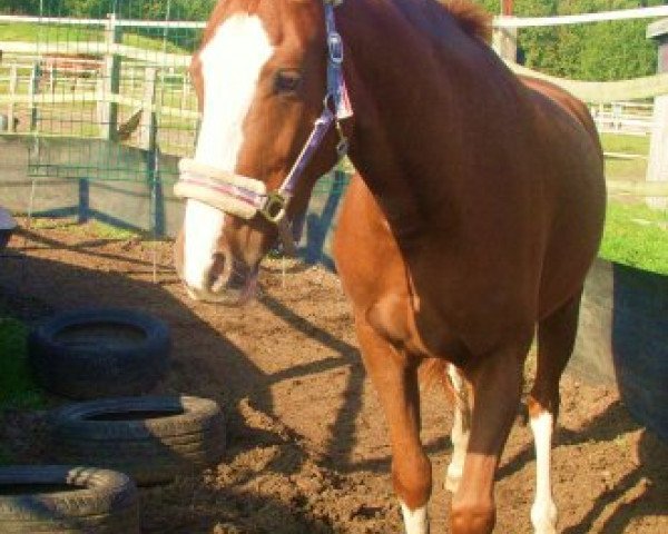 dressage horse Dior (German Riding Pony, 2005, from Dornik B)