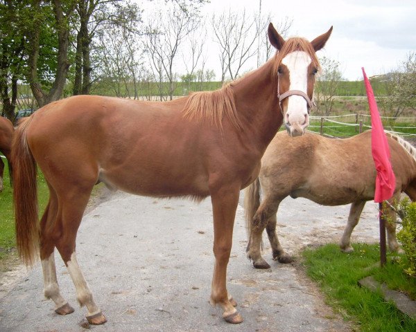 dressage horse Wamiro (Hanoverian, 2012, from Weltmeyer)