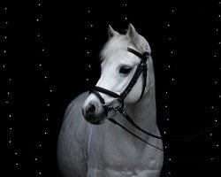 dressage horse Tiger Lily (unknown, 2010)