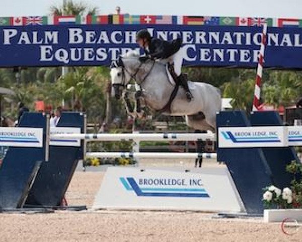 broodmare Centoia Van 't Roosakker (Belgian Warmblood, 2002, from Cento)