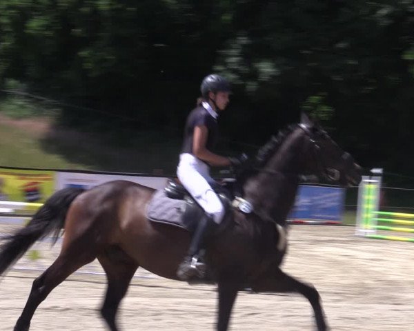 Reitturnier Angermünde/Pinnow 2022