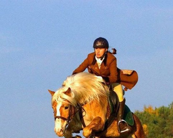 Springpferd Weltsturm 3 (Haflinger, 2003, von Weltwind)