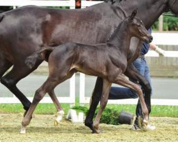 horse Alles Paletti (Oldenburg, 2012, from All Inclusive)