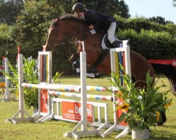 Pferd Zoey (Holsteiner, 2007, von Don-Caster AA)