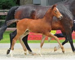 stallion Plot Blues Son (Oldenburg, 2012, from Plot Blue)