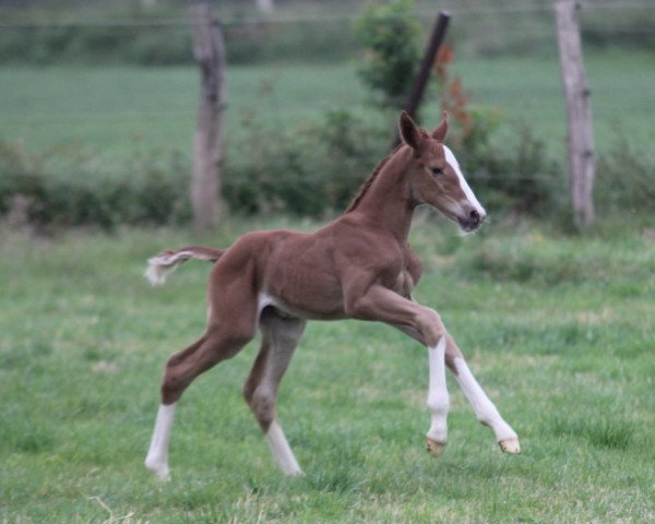 broodmare Baloufina HP (Hanoverian, 2022, from Jaloubet K VDL)