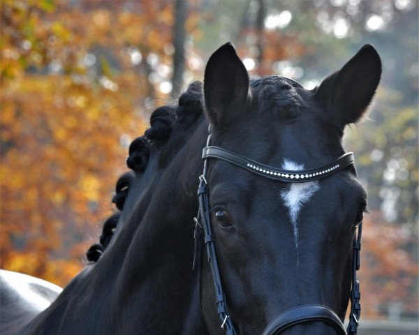 Dressurpferd Feenstein (Westfale, 2016, von Future Dream)
