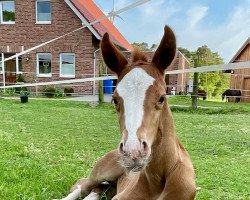 horse Stute von Flashbang / For Romance I (Westphalian, 2022, from Flashbang)