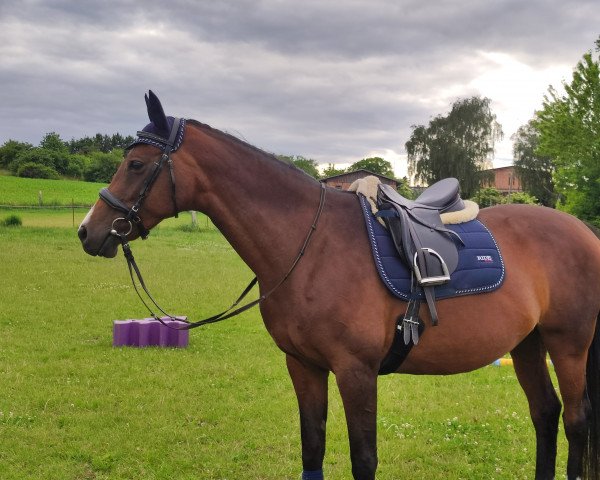 dressage horse Coco de Chanel D (Mecklenburg, 2006, from Continue)