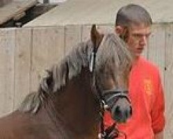 Pferd Cedilo (Welsh Pony (Sek.B), 2008, von Cedrik)