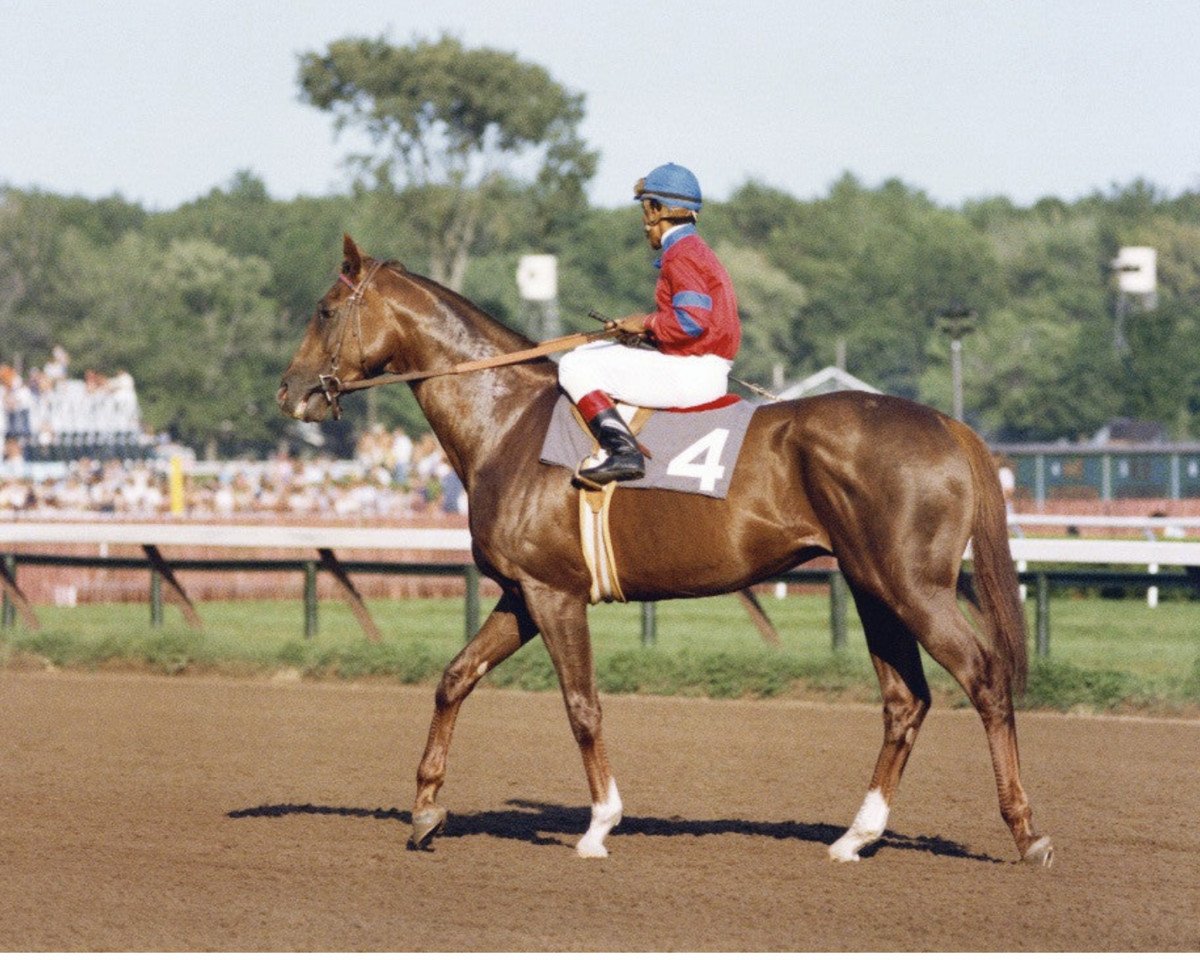 stallion Alydar xx (Thoroughbred, 1975, from Raise A Native xx)