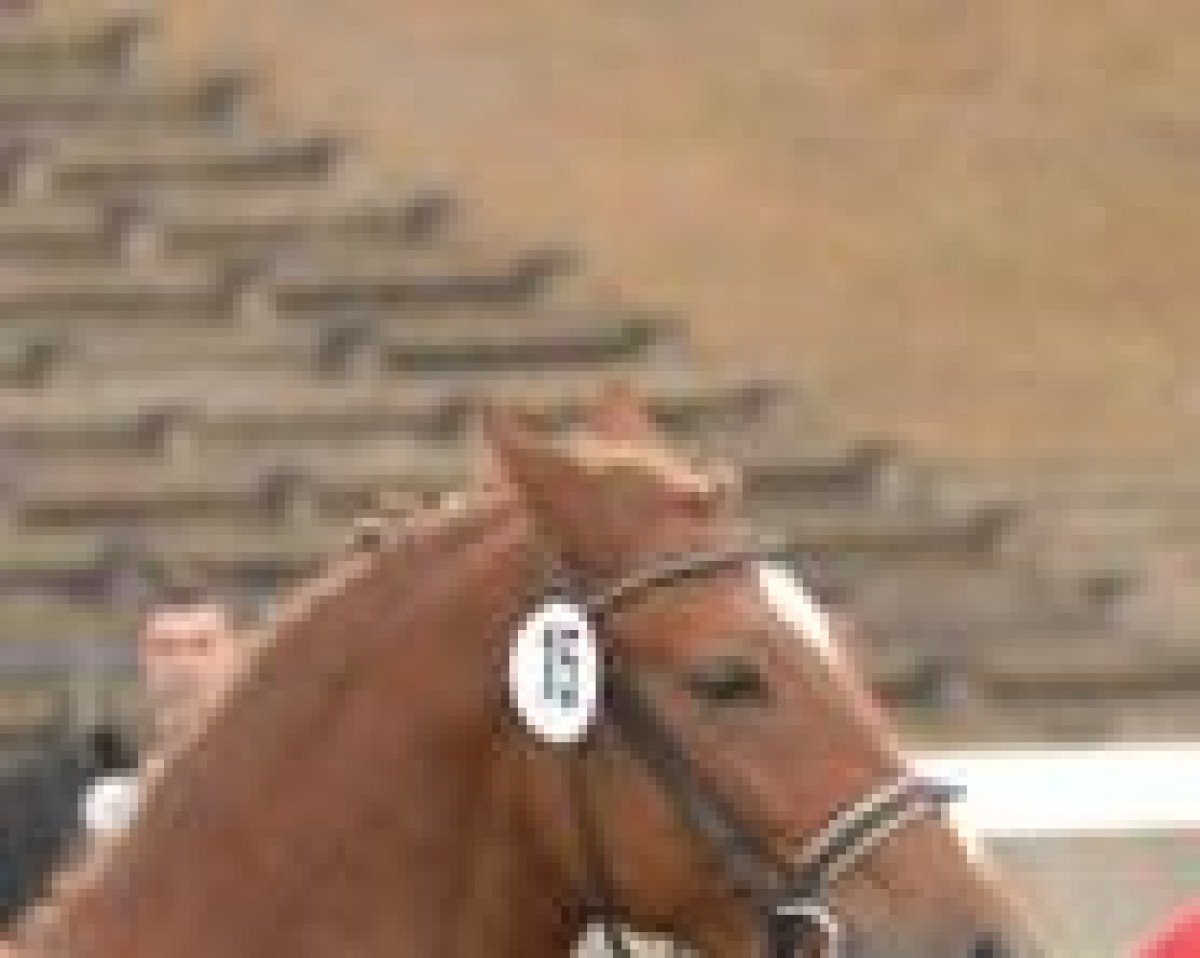 horse Cosmo (Welsh-Pony (Section B), 2007, from Cedrik)