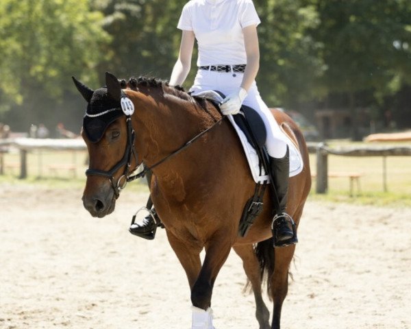 Dressurpferd Daisy de Luxe 5 (Freiberger, 2006, von Vidocq)