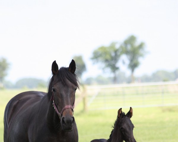 horse Jamilah (Oldenburg, 2022, from Glock's Johnson Tn)