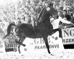 stallion Cambridge Cole (Hackney (horse/pony), 1971, from Walton Searchlight)