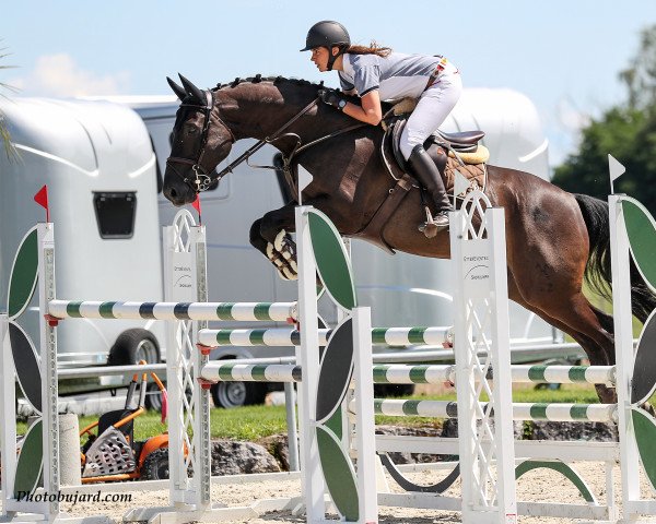 jumper Gb Spirit (Hanoverian, 2007, from Hunter's Scendix)