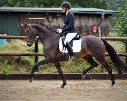 dressage horse Rina Ketty (Hanoverian, 2017, from Blue Hors Romanov)