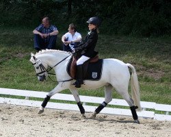 dressage horse Wembley 241 (Welsh Mix, 1996)