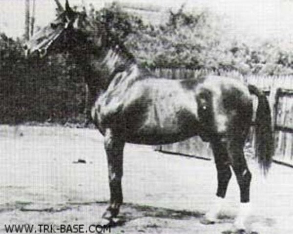 stallion Fahnentraeger (Trakehner, 1917, from Charm) stallion Fahnentraeger (Trakehner, 1917, from Charm)
