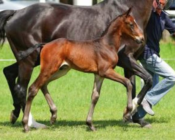 Dressurpferd Right to the Top (Oldenburger, 2012, von Royal Doruto OLD)