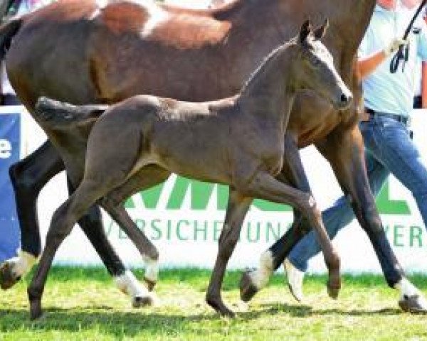 broodmare Stromzeit (Oldenburg, 2012, from Zonik)