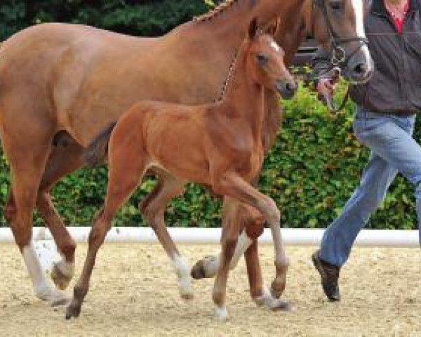 horse Ruzetta (Oldenburg, 2012, from Zack)