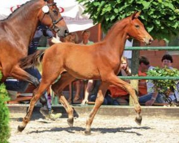 horse Loretto (Oldenburg show jumper, 2012, from Los Angeles)