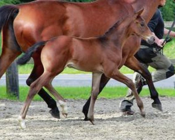 stallion Dänenkönig (Oldenburg, 2012, from De Niro)
