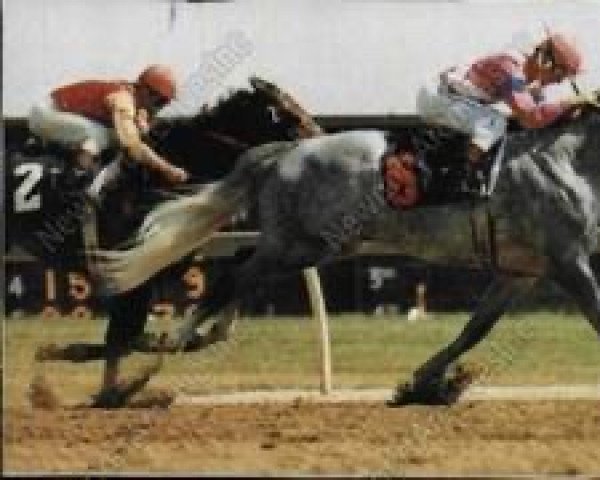 stallion One Pound Sterling xx (Thoroughbred, 1972, from Sovereign Path xx)