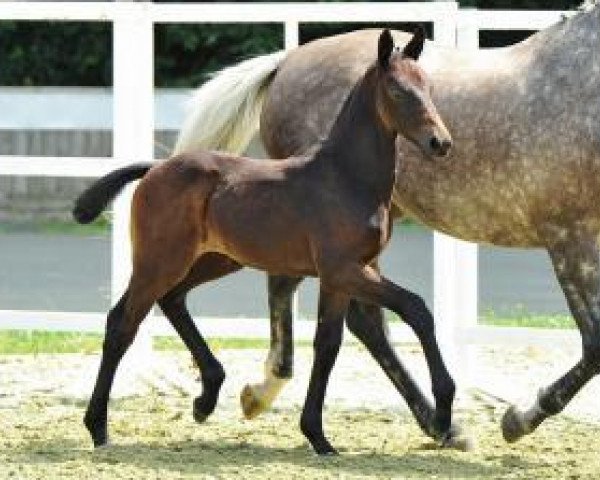 Pferd Royal Boy (Oldenburger, 2012, von Royal Doruto OLD)