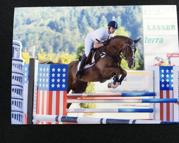 Springpferd Quentin 109 (Deutsches Sportpferd, 2010, von Quidams Quit)