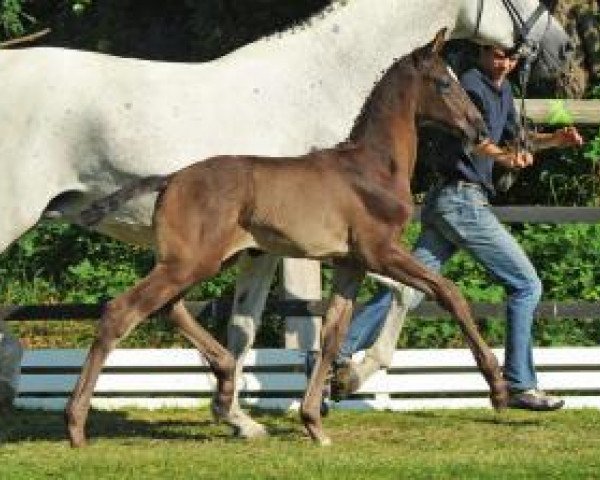 horse Brissago (Oldenburg, 2012, from Bretton Woods)