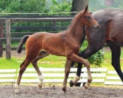 dressage horse Empire of Hope (Oldenburg, 2012, from Don Tango B)