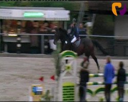 jumper Charlie Brown 79 (Hanoverian, 2002, from Contendro I)