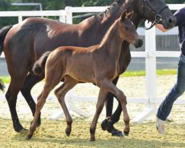 horse De L'Europe (Oldenburg, 2012, from De Niro)