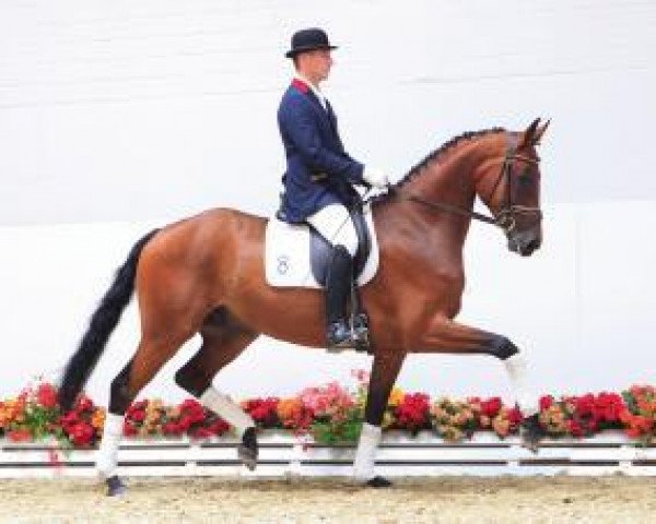 Pferd Stoneman (Oldenburger, 2008, von Sandro Hit)