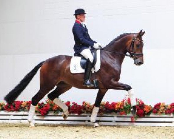dressage horse Samhitas (Oldenburg, 2009, from Sir Donnerhall I)