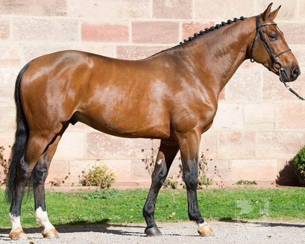 stallion Baikal de Talma (Selle Français, 2011, from Catoki)