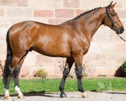 stallion Baikal de Talma (Selle Français, 2011, from Catoki)