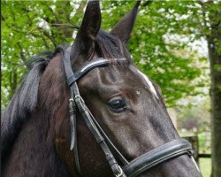 dressage horse Da Vinci (Hanoverian, 2019, from Harmony's de Beau)