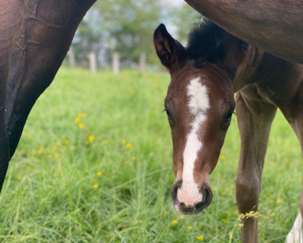 horse Zuckerbub (Westphalian, 2022, from Zoom)