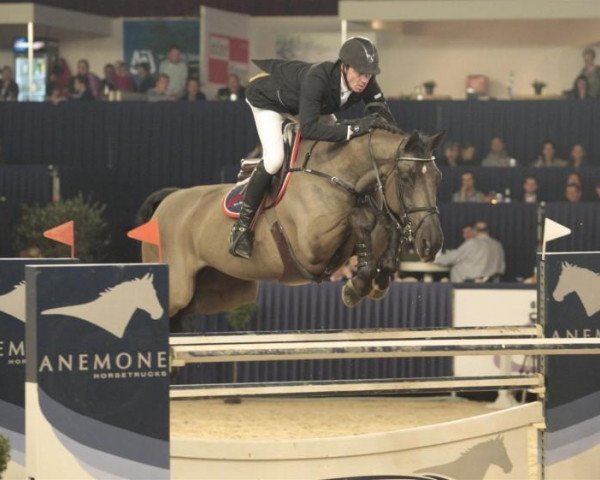 broodmare Sissi van Schuttershof (Belgium Sporthorse, 2002, from Nabab de Rêve)
