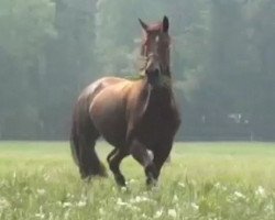 dressage horse Domenica 74 (Oldenburg, 2004, from Jazz Time)